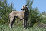 GREYHOUND 152